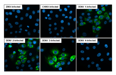 Anti-Dengue virus prM protein antibody [HL3288] used in Immunocytochemistry/ Immunofluorescence (ICC/IF). GTX640942